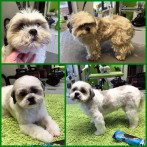hundefrisuren